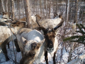 приехали оленеводы