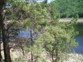 чюльбю