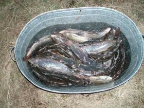хариуз