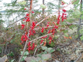 красная смородина(дикая)