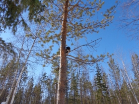 камака