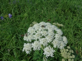 камака