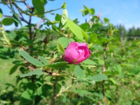 камака